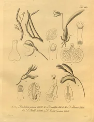 Denne filen kommer fra Biodiversity Heritage Library, og er tilgjengelig online på biodiversitylibrary.org/page/698365