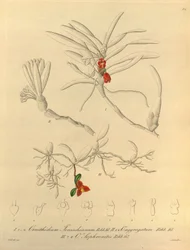 Denne filen kommer fra Biodiversity Heritage Library, og er tilgjengelig online på biodiversitylibrary.org/page/696484