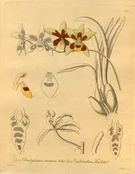 Denne filen kommer fra Biodiversity Heritage Library, og er tilgjengelig online på biodiversitylibrary.org/page/698370