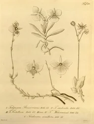 Denne filen kommer fra Biodiversity Heritage Library, og er tilgjengelig online på biodiversitylibrary.org/page/696497