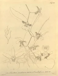 Denne filen kommer fra Biodiversity Heritage Library, og er tilgjengelig online på biodiversitylibrary.org/page/696498