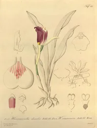 Denne filen kommer fra Biodiversity Heritage Library, og er tilgjengelig online på biodiversitylibrary.org/page/696493