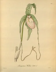 Denne filen kommer fra Biodiversity Heritage Library, og er tilgjengelig online på biodiversitylibrary.org/page/698377