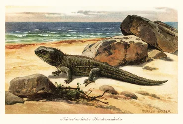 Sårbar tuatara, Sphenodon punctatus, i kysten.