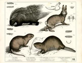 Bever, piggsvin og hare