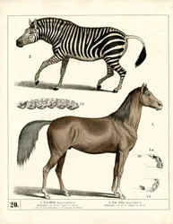 Hest og sebra med anatomiske detaljer