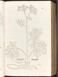 BT3.267.5 s.125 Wild Angelica, illustrasjon fra The history of racial commentaries av Leonhart Fuchs, 1542