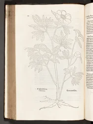 BT3.267.5 s.311 Paeony, illustrasjon fra The history of racial commentaries av Leonhart Fuchs, 1542