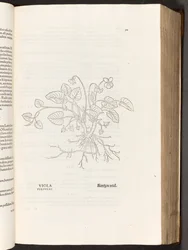 BT3.267.5 s.311 Fiolett, illustrasjon fra The history of racism av Leonhart Fuchs, 1542