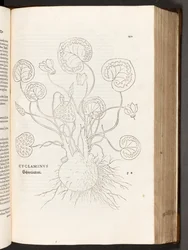 BT3.267.5 s.51 Cyclamen, illustrasjon fra The history of racial differences av Leonhart Fuchs, 1542