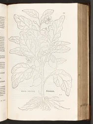 BT3.267.5 s.533 Aubergine, illustrasjon fra The history of racial commentaries av Leonhart Fuchs, 1542