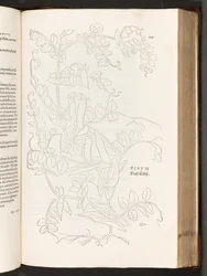 BT3.267.5. s.627 Pea, illustrasjon fra The history of racial commentaries av Leonhart Fuchs, 1542