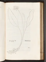 BT3.267.5 s.739 Allium, illustrasjon fra The history of racism av Leonhart Fuchs, 1542