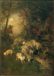 Hyrde med sauer