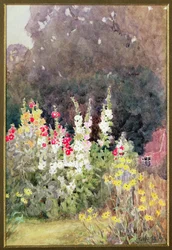 Stokroser,