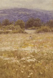 Sommerblomster