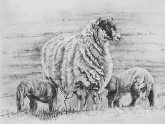 Stolt søye, 2012, (blyanttegning)