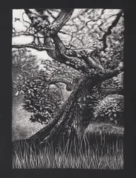 Ærverdig eik, 2023