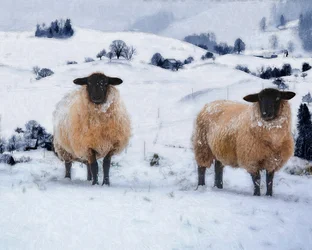 Vinterfrakker, 2019