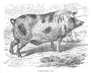 Berkshire Pig, c1900