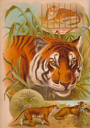 Tigeren, c1900