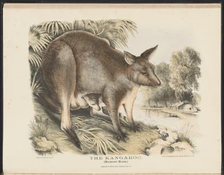 Pattedyr i Australia (Krefft) Nla.obj-33627803-12 Kenguruen
