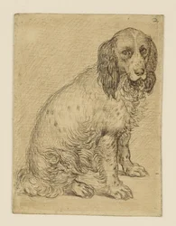 Sittende drentsk patrijshund