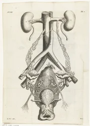 Anatomisk bilde av kvinnelige kjønnsorganer og nyrer Bokillustrasjon for: Reinier de Graaf, Alle de wercken, Amsterdam, 1686