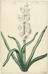 Witte hyacint Rose Invisible (tittel på objekt)