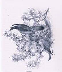 Crossbills, Nature in Britain utgitt av Collins, 1946