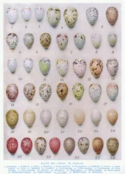 Egg fra kråkefamilien, illustrasjon fra «British Birds» av Kirkman og Jourdain, 1966