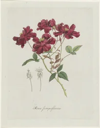 Kinesisk roos (Rosa chinensis Jacq.) Rosa semperflorens (tittel på objekt)