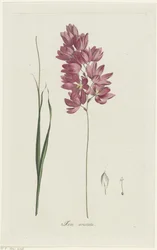 Ixia patens Aiton Ixia aristata (tittel på objekt)
