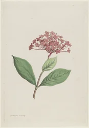 Påfuglkirsebær (Ixora coccinea)
