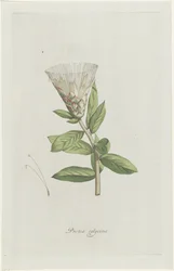 Protea Protea calycina (tittel på objekt)