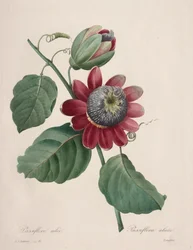 Valg av de vakreste blomstene... vakreste frukter: Passiflore ailee, 1827.