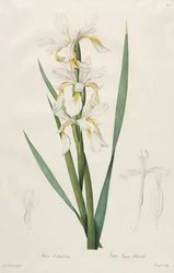 Gullbåndet Iris, 1812.