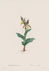 Les Liliacées: Cypripedium-sko, 1802-1816.