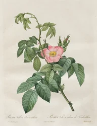 Rosene: Rosa Villosa Terebenthina, 1817-1824.