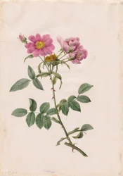 Rosa Monsonian Hill, 1817-1824.
