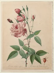 Rosene: Kina eller Bengal Rose, 1817-1824.