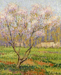 Epletre i blomst; Epleblomster,