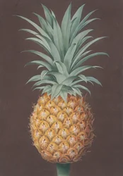 Den glattbladede grønne antiguafuruen, 1807.