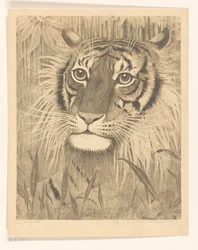 Hodet til en tiger