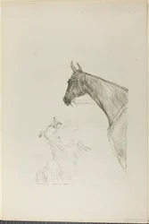 Hest og Collie