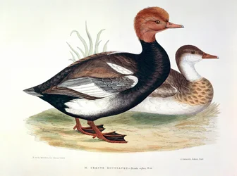 Representasjon av en Redhead Duck Plate av H. Blanchere