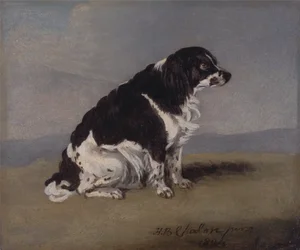 Hertuginnen av Yorks spaniel