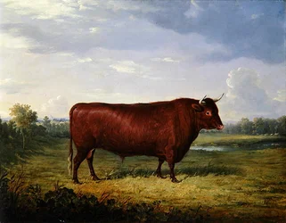 Portrett av en brun okse