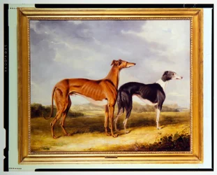 To greyhounds, eiendommen til Dr. Edmund Taylor fra Booth Hall