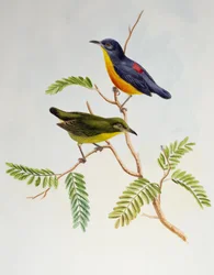 Orange-bellied Flowerpecker (Dicaeum trigonostigma), fra Birds of Asia